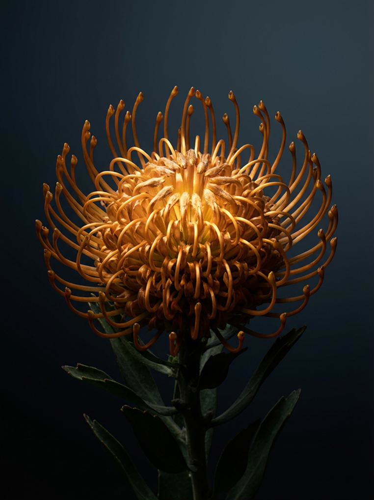 A protea flower in close detail