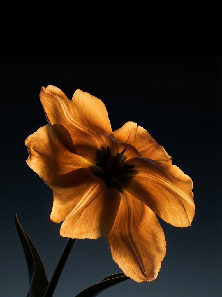 A backlit tulip against a dark ground